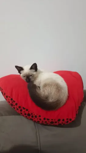 Gato siamês 