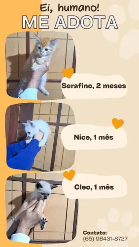 Gatos