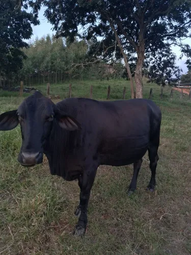VACA LEITEIRA 