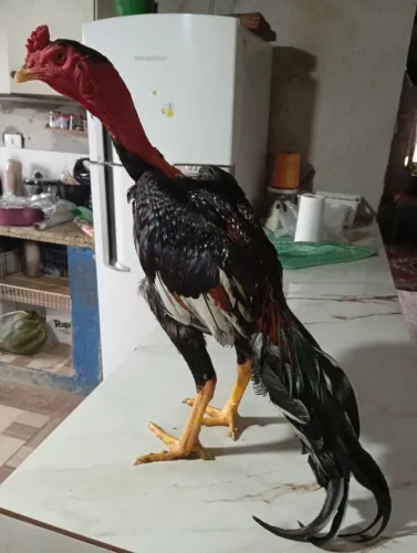 Frango índio pescoço pelado