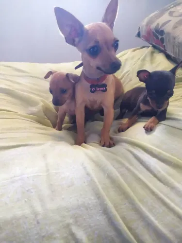 Quero comprar, Pinscher fêmea
