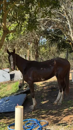 Cavalo mangalarga paulista