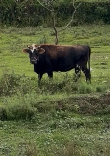 Vaca Jersey Nova
