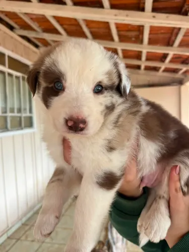 Lidos Border collie chocolate e red merle