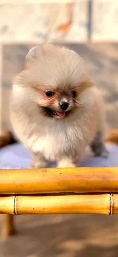 Lulu da Pomerânia