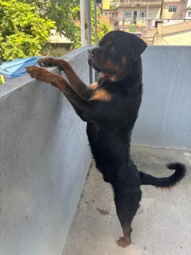 Cachorro rottweiler 