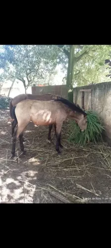 Potra lusitana