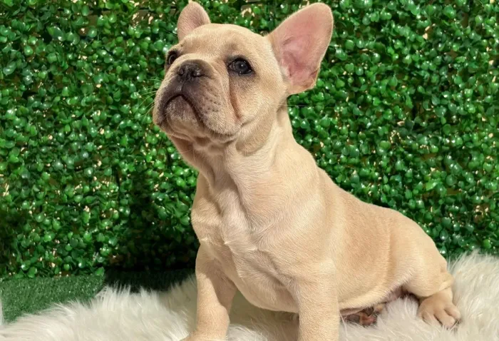 buldogue francês