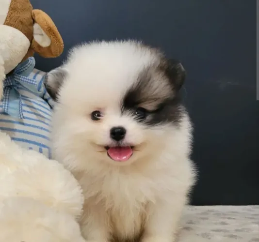 Lulu Pomerânia Filhotes Disponível Presente