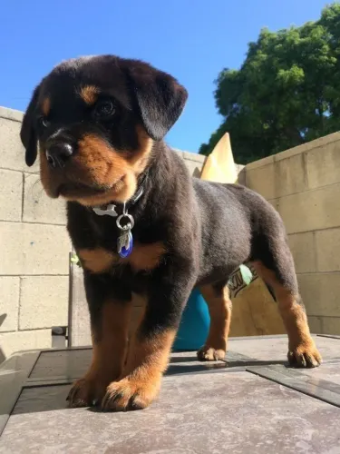 Rottweiler Filhote com aparência que conquista olhares