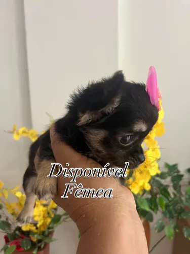 CHIHUAHUA FÊMEA PELO LONGO 