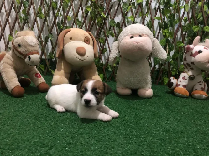 Jack Russell Terrier