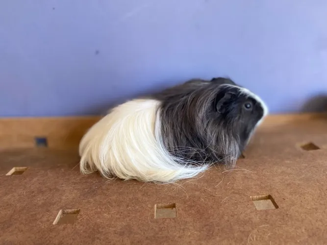 Porquinho da india Sheltie de pelo longo de luxo disponível