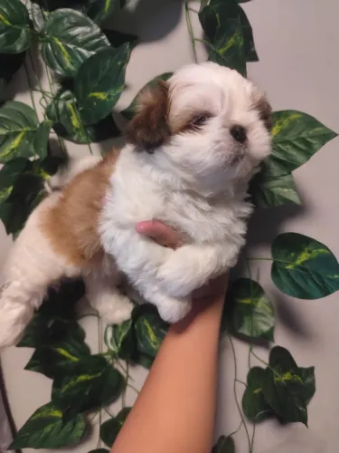 Filhote Shih Tzu macho