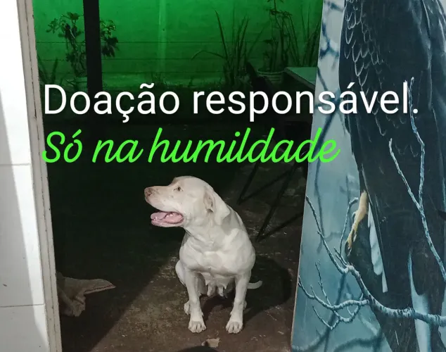 Doação responsável 4,anos