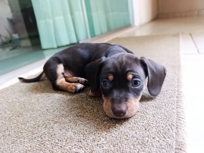 Filhote de cachorro salsicha (Dacshund)