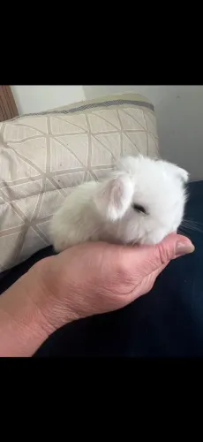 LOP MINIATURA