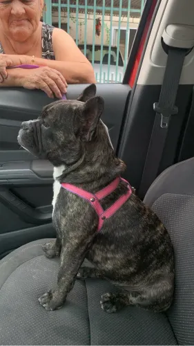 Doa se Buldog francês fêmea 