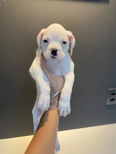 Boxer macho 