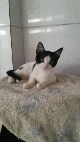Adoção responsável dessa gatinha 