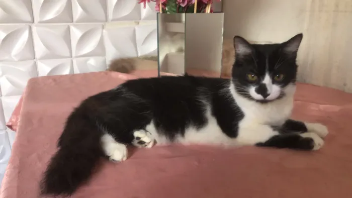 Doação de gatos