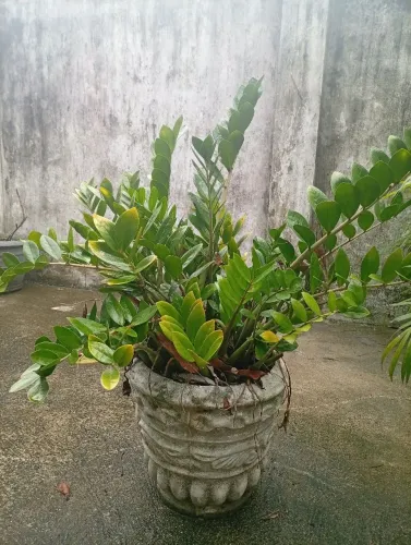 Zamioculca Grande