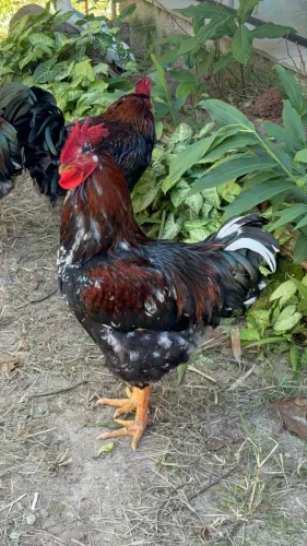 Galo Sertanejo Balão (GSB)