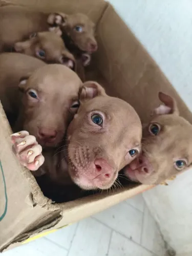 Filhotes de Pit Monster 