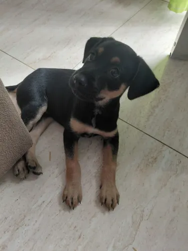 Cachorro filhote