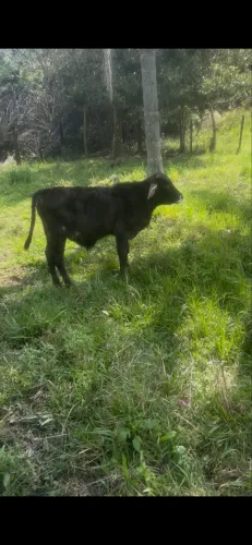 Terneiro Angus indusbrasil