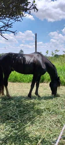 Cavalo