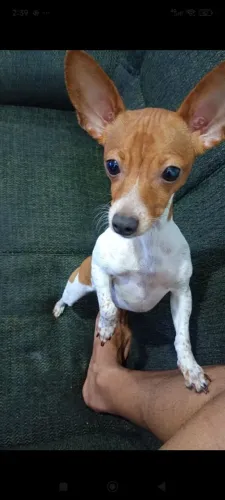 Vendo uma Pincher 1 , nunca teve filhotes 