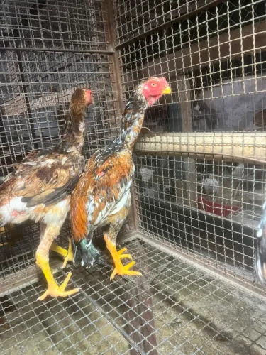 Vendo índio gigante com 6 meses