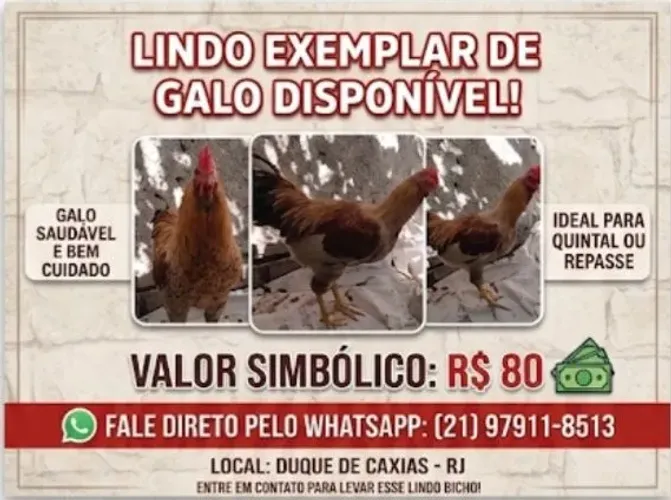 Galo 80