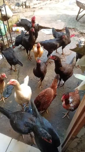 Vendo galinhas e galos em fase de postura