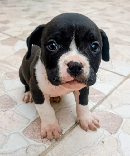 PROMOÇÃO R$900 no pix/dinheiro Filhote MACHO American Bully POCKET