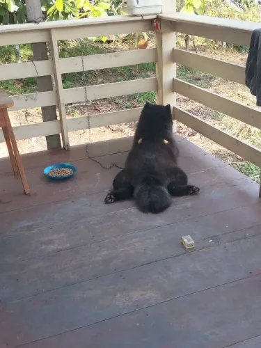 Animais de estimação 