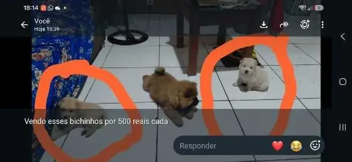 Vendo dois filhotes lindos