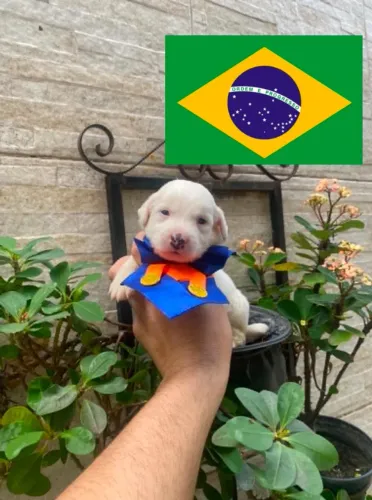 Cachorro maltês com poodle toy branco neve macho caminha premium brinde passo cartão