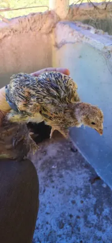 Pintinhos , frangos e franguinhas brahma