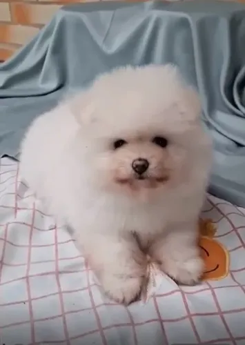 Spitz alemão anao