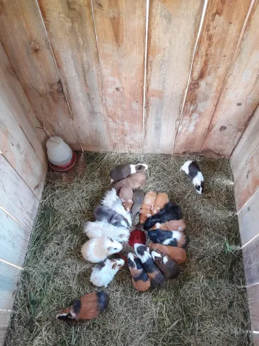 Vende-se 30 Porquinhos da Índia...