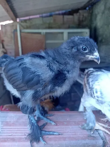 Pintinhos Brahma disponíveis 