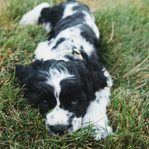 Filhote Cocker spaniel, Um Filhote Cheio de Fofura Para Alegrar Seus Dias!