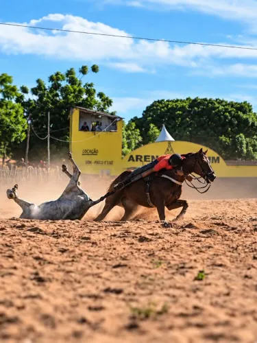 Vendo cavalo de direita.