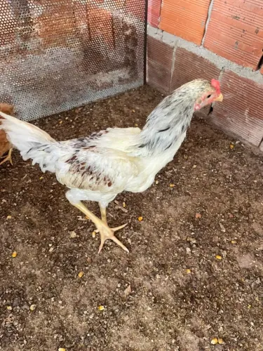 Frango 