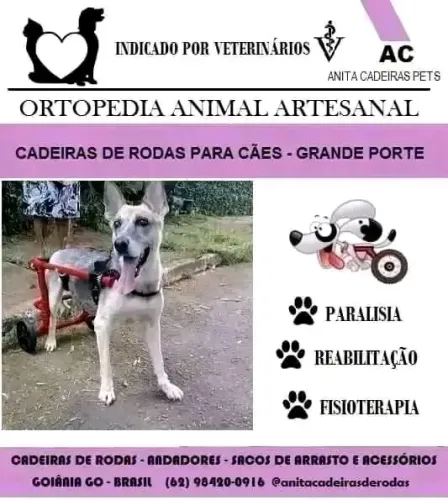 Cadeiras de rodas para pets