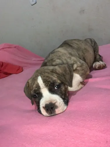 Pitbull American Bully