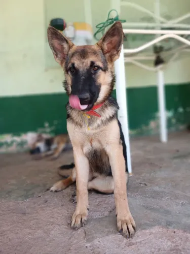 Cão Pastor alemão capa preta