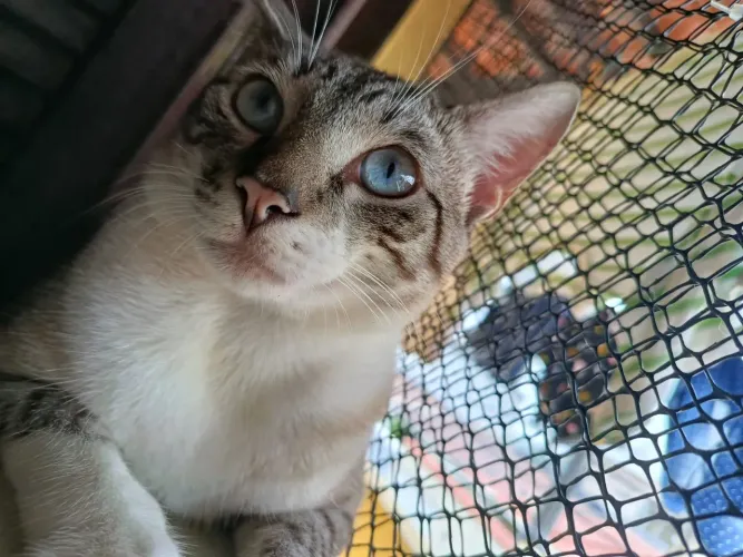 Doação gato dócil 